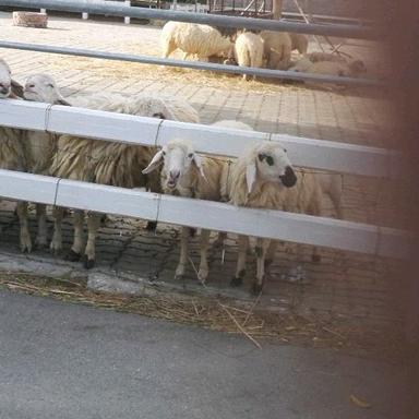 alvinnnwong profile - Reviewbah