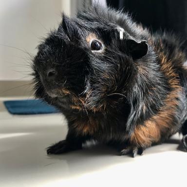 queenie profile - Reviewbah