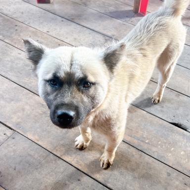 yoyocheng profile - Reviewbah